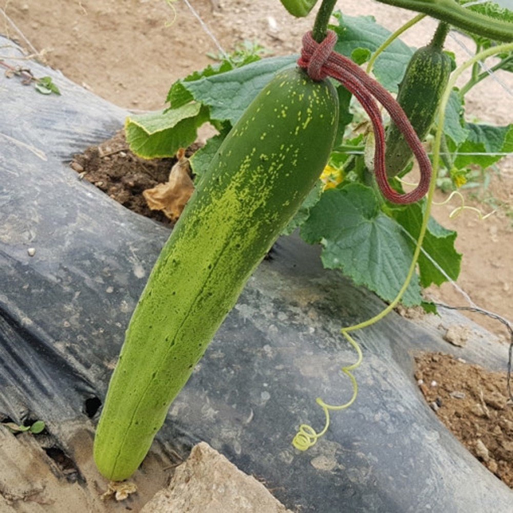 농사용 원예용 고추결속기 3kg 실밥먼지제거 고추끈 양말끈 양말목, 농사용 양말목 3KG(색상랜덤) 실밥먼지제거, 랜덤 발송, 1개 상세 이미지 1